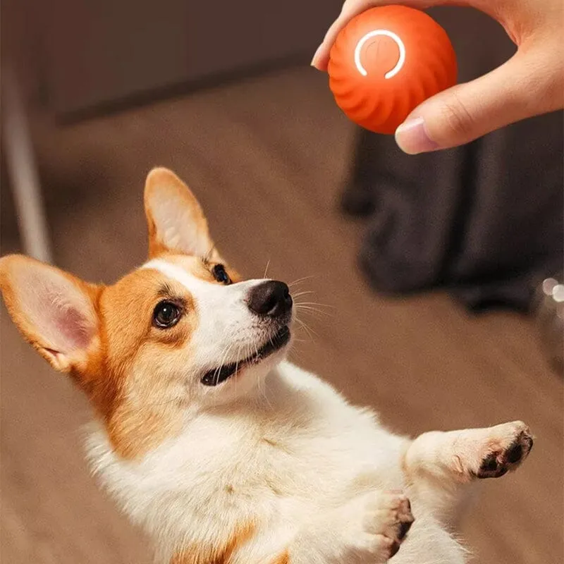 Automatic smart teasing dog ball that can't be bitten