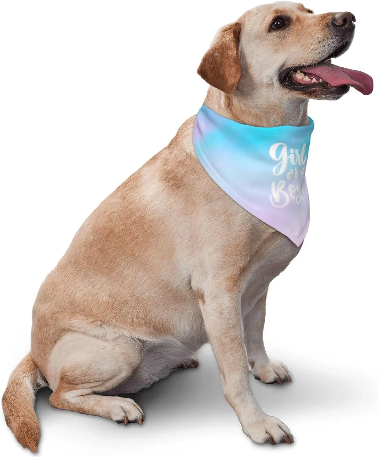 He Or She What Will It Be?Pregnancy Announcement, Gender Reveal,New Baby Shower,Reversible,Dog and Baby Gifts (Colorful)