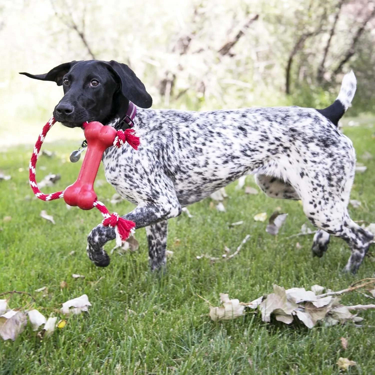 KONG Goodie Bone with Rope - Classic Durable Natural Rubber Dog Bone, Supports Mental Engagement - Treat Dispensing - Red - for Medium Dogs