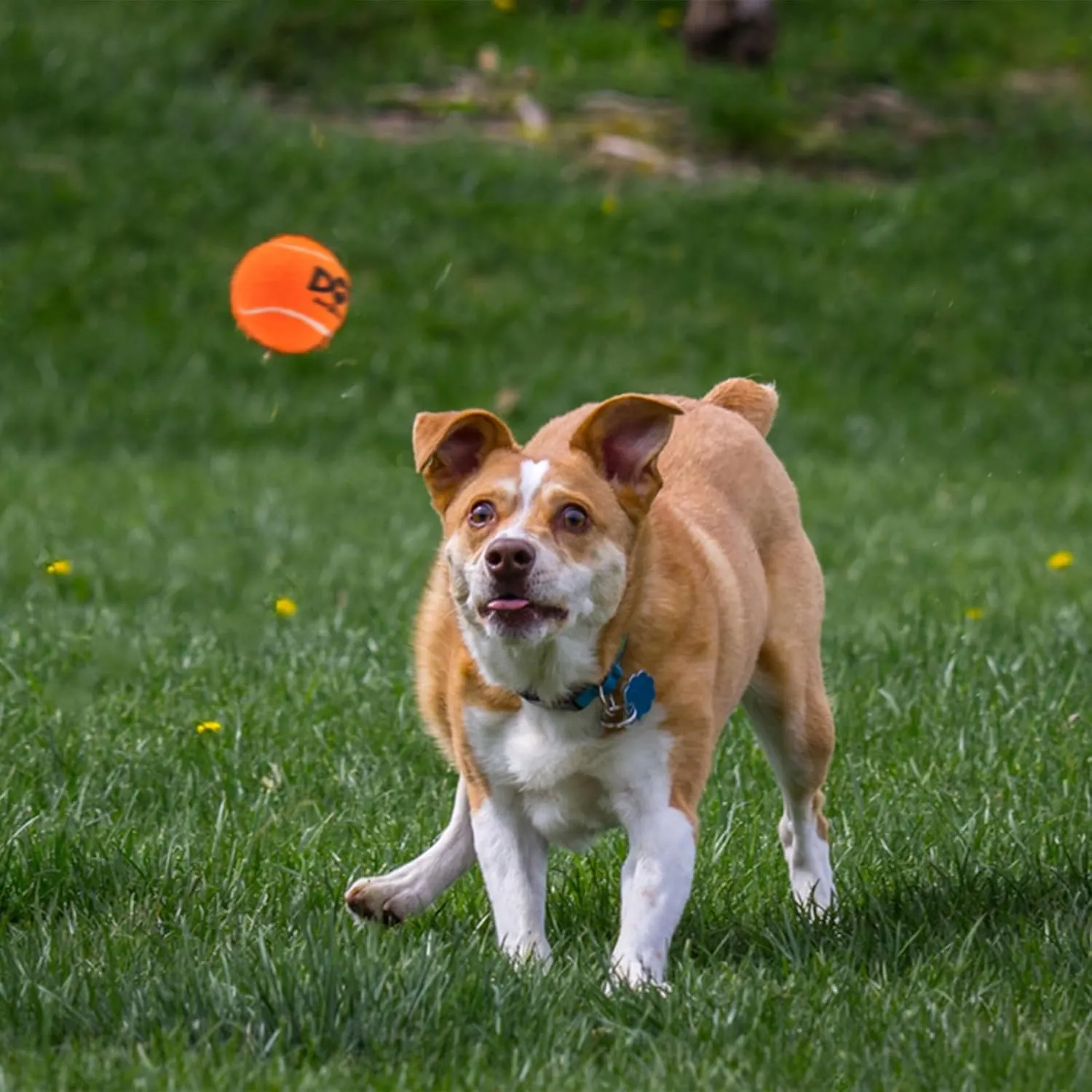 Squeaky Dog Balls - Squeaky Tennis Balls for Dogs, Orange | Medium - 2.5'', 4Pack