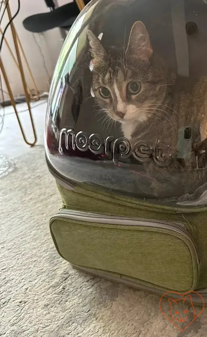 Transparent Folding Pet Carrier Backpack – Portable Travel Tote for Cats